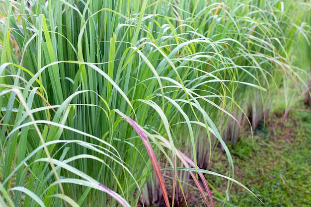 Zitronengrasbüschel im Garten