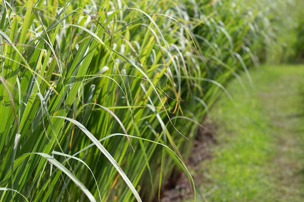 Zitronengrasbüschel im Garten