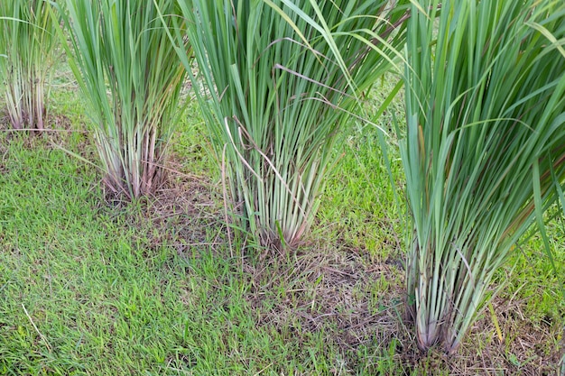 Zitronengrasbüschel im Garten