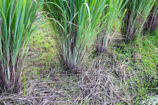 Zitronengrasbüschel im Garten