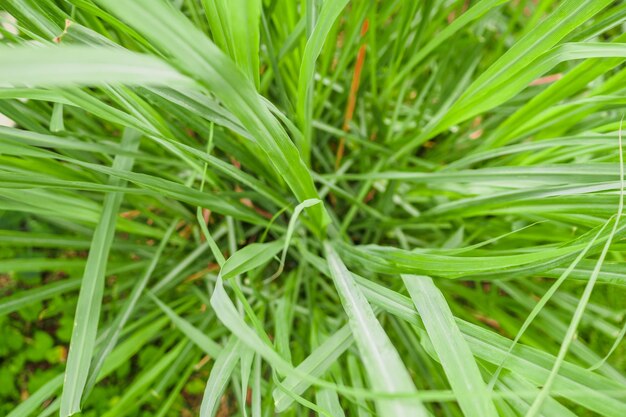 Zitronengraspflanze und Blätter im Bio-Garten