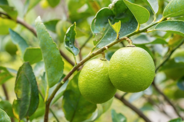 Zitronenpflanze mit Insektizid-Spray