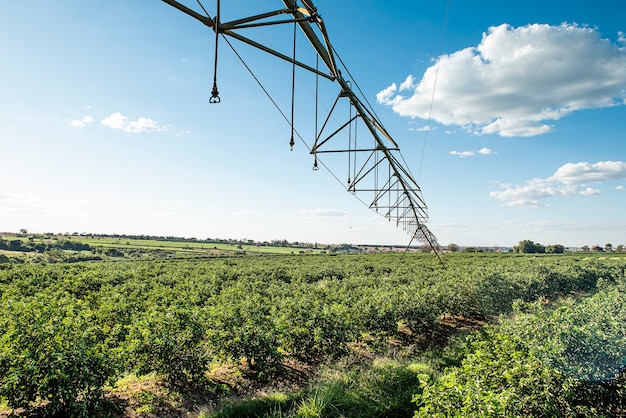 Zitronenplantage im Frühjahr