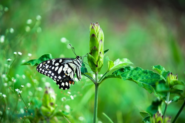 Zitronenschmetterling Kalkschwalbenschwanz und karierter Schwalbenschwanz Schmetterling, der auf den Blumenpflanzen ruht