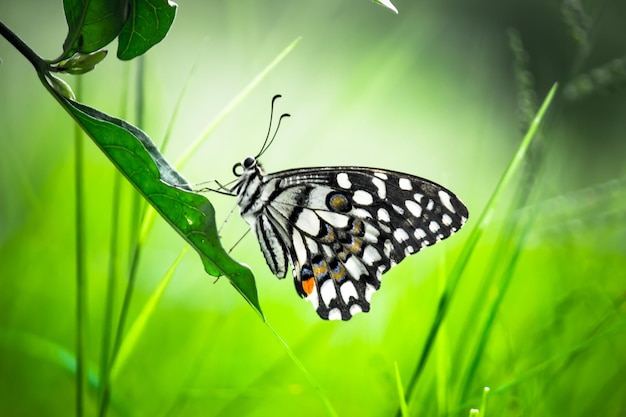 Zitronenschmetterling Kalkschwalbenschwanz und karierter Schwalbenschwanz Schmetterling, der auf den Blumenpflanzen ruht
