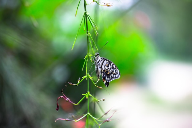 Zitronenschmetterling Kalkschwalbenschwanz und karierter Schwalbenschwanz Schmetterling, der auf den Blumenpflanzen ruht