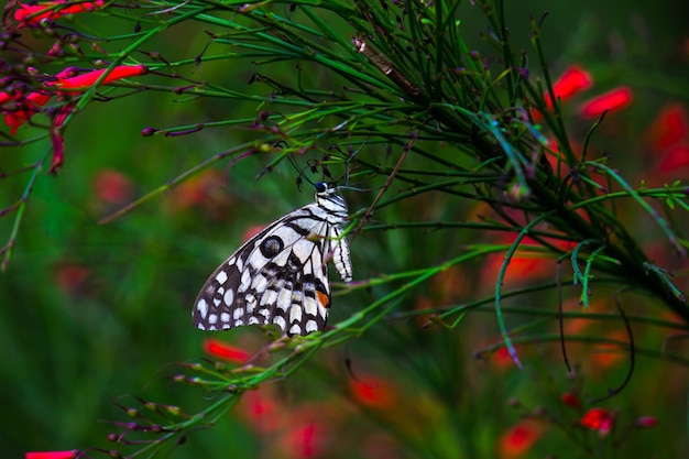 Zitronenschmetterling Kalkschwalbenschwanz und karierter Schwalbenschwanz Schmetterling, der auf den Blumenpflanzen ruht