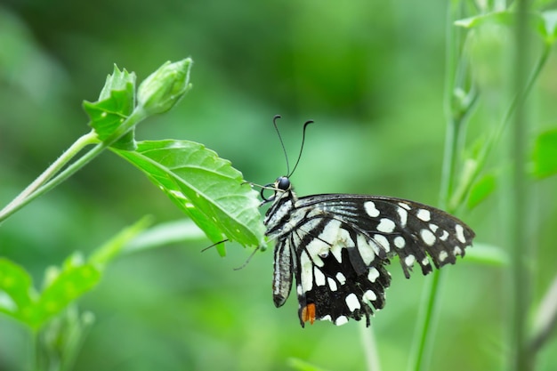 Zitronenschmetterling Kalkschwalbenschwanz und karierter Schwalbenschwanz Schmetterling, der auf den Blumenpflanzen ruht