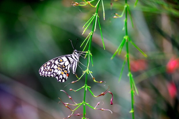 Zitronenschmetterling Kalkschwalbenschwanz und karierter Schwalbenschwanz Schmetterling, der auf den Blumenpflanzen ruht