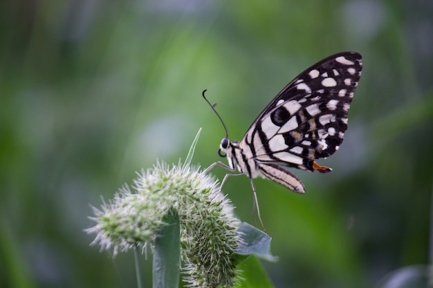 Zitronenschmetterling Limetten Schwalbenschwanz und karierter Schwalbenschwanz Schmetterling ruht auf den Blumenpflanzen