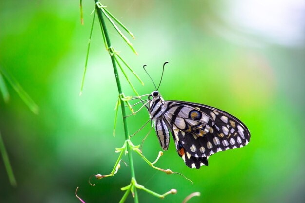 Zitronenschmetterling Limetten Schwalbenschwanz und karierter Schwalbenschwanz Schmetterling ruht auf den Blumenpflanzen