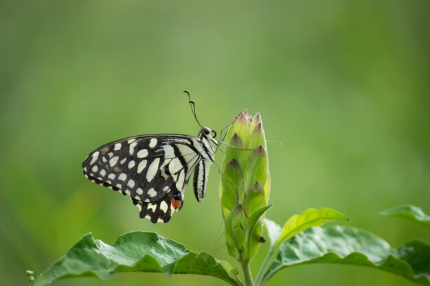 Zitronenschmetterling Limetten Schwalbenschwanz und karierter Schwalbenschwanz Schmetterling ruht auf der Blumenpflanze