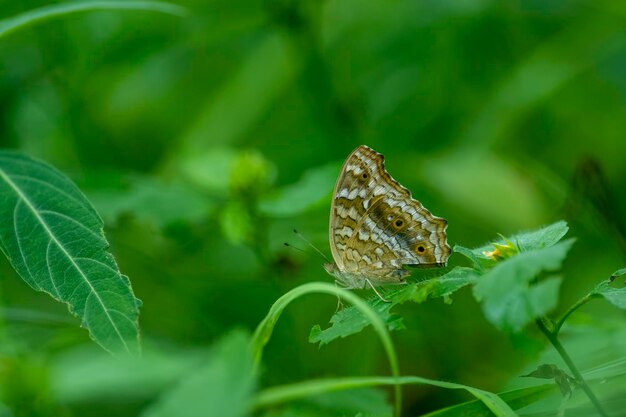 Zitronenstiefmütterchen-Schmetterling im Wald