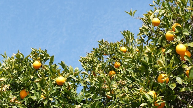 Zitrus-Orangenfrucht am Baum, Kalifornien USA. Frühlingsgarten, amerikanische landwirtschaftliche Plantage, Gehöftgartenbau. Saftige frische Blätter, exotische tropische Ernte am Zweig. Frühlingshimmel.