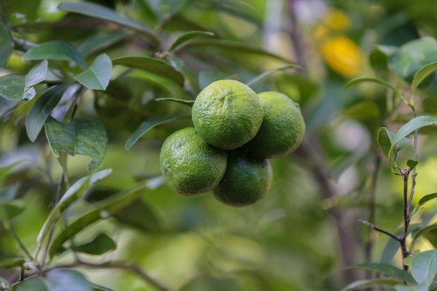 Zitrusfrucht im organischen natürlichen Garten