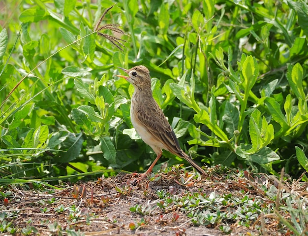 Zitting Cisticola pássaro na grama