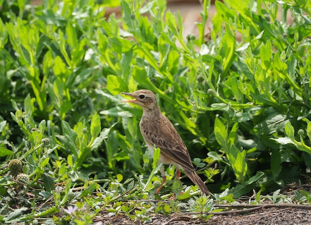 Foto zitting cisticola-vogel im gras