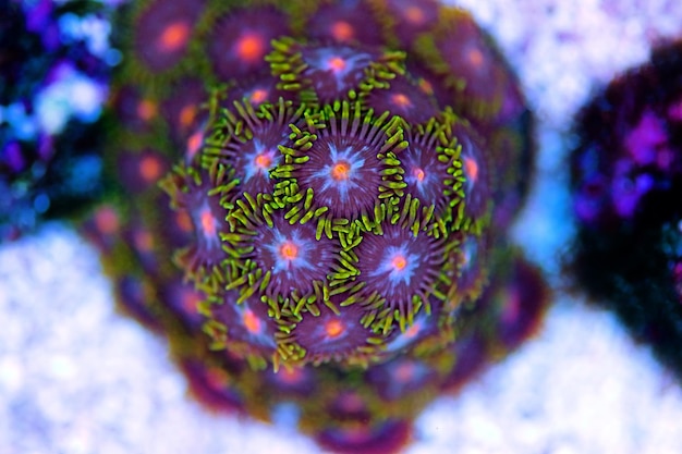 Zoanthid-Polypen-Kolonien sind eine erstaunlich farbenfrohe lebendige Dekoration für jedes Korallenriff-Aquarium