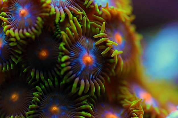 Zoanthid-Polypen-Kolonien sind eine erstaunlich farbenfrohe lebendige Dekoration für jedes Korallenriff-Aquarium