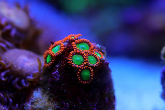 Zoanthid-Polypen-Kolonien sind eine erstaunlich farbenfrohe lebendige Dekoration für jedes Korallenriff-Aquarium