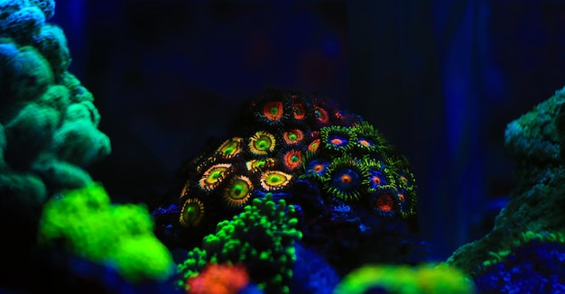 Zoanthid-Polypen-Kolonien sind eine erstaunlich farbenfrohe lebendige Dekoration für jedes Korallenriff-Aquarium