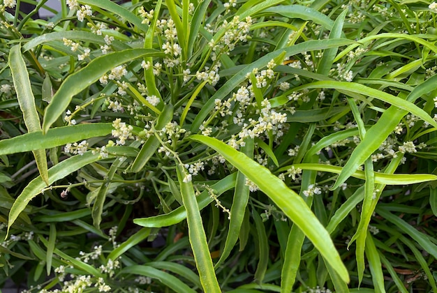 Foto zodia-pflanzen (evodia suaveolens), eine heimzierpflanze, bekannt als mückenschutzpflanze