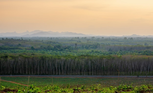 Zona de cultivo de plantaciones de caucho en el sur de Tailandia Caucho de látex Para jardín de árboles de caucho