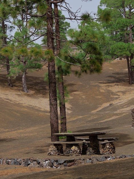 Zona de descanso entre pinos canarios en el Parque Nacional del Teide