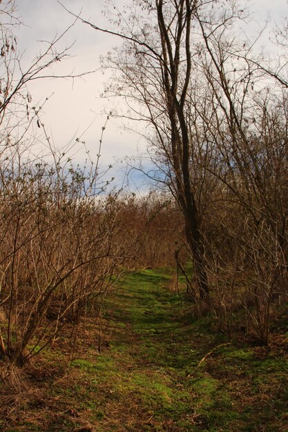 Una zona de hierba con árboles y arbustos