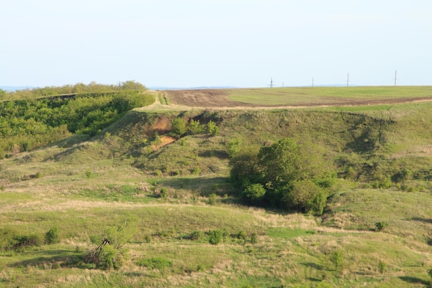 Una zona de hierba con árboles