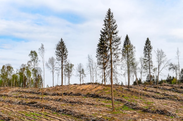 Zona de tala ilegal de vegetación que crece en el bosque