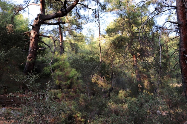 Zona verde con arbustos y árboles.