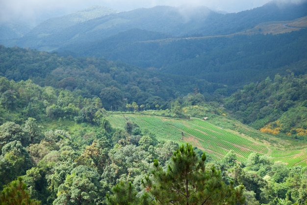 Zonas agrícolas en las montañas