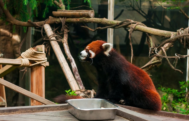 Zoo de Seúl Panda rojo