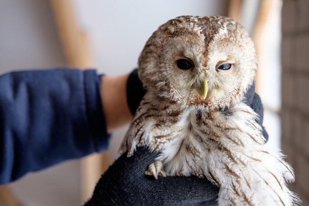 Zooarbeiter, der Eule in Händen hält