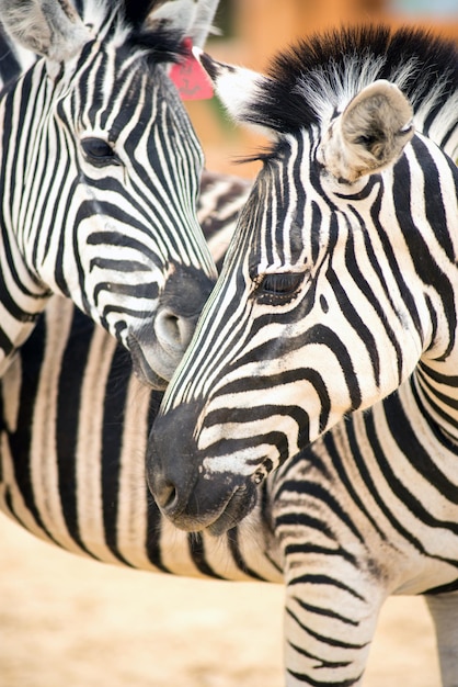 Zoológico de duas zebras ao ar livre