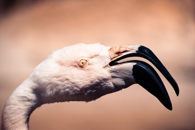 Foto zoológico de flamand rose palmyre, em les mathes, frança