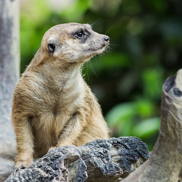 Zoológico de Meerkat na Tailândia