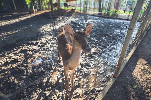 En el zoológico hay ciervos