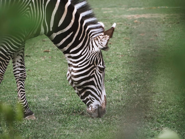 Zoológico de Moscú Una cebra en un paseo por su recinto mordisqueando la hierba