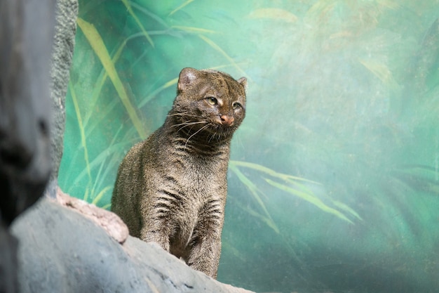 Zoológico de puma yagouaroundi