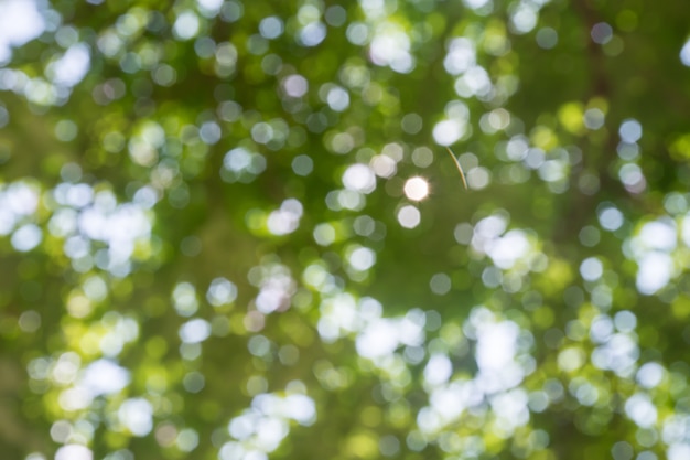 Zoom de disparo fuera del árbol de enfoque