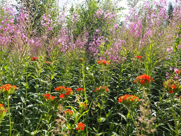 Foto zorka comum ou lychnis chalcedonica é uma espécie de planta dicotiledônea no gênero lychnis da família caryophyllaceae flores de prado vermelho no verão no campo