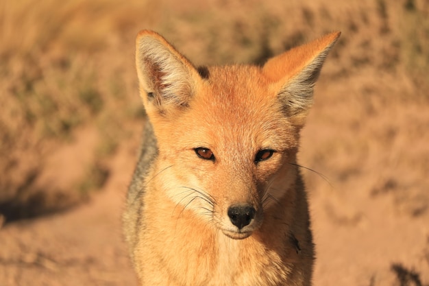 Zorro Andino o Zorro Culpeo relajándose en el campo de matorrales del desierto del altiplano chileno, Chile