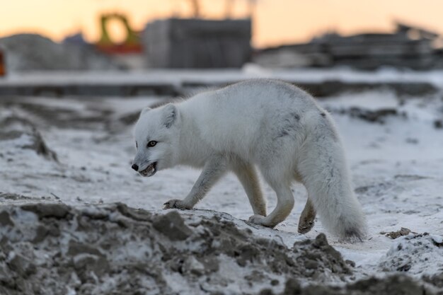 Zorro ártico en invierno en la tundra siberiana al atardecer.