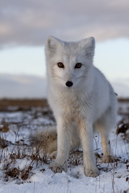 Zorro ártico en invierno en la tundra siberiana de cerca.