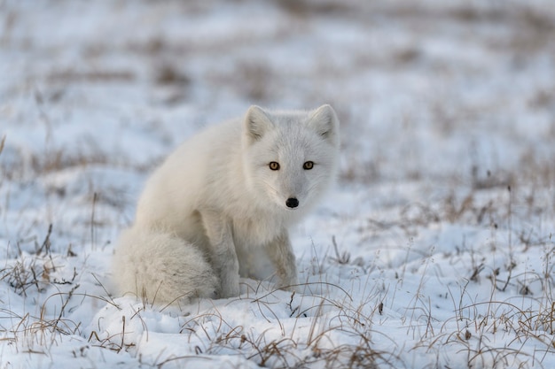 Zorro ártico en invierno en la tundra siberiana de cerca.