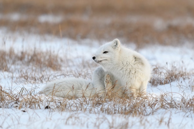 Zorro ártico en invierno en la tundra siberiana de cerca.