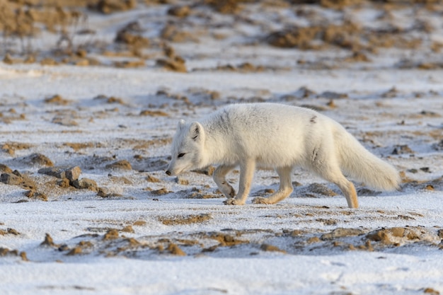 Zorro ártico en invierno en la tundra siberiana