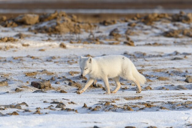 Zorro ártico en invierno en la tundra siberiana